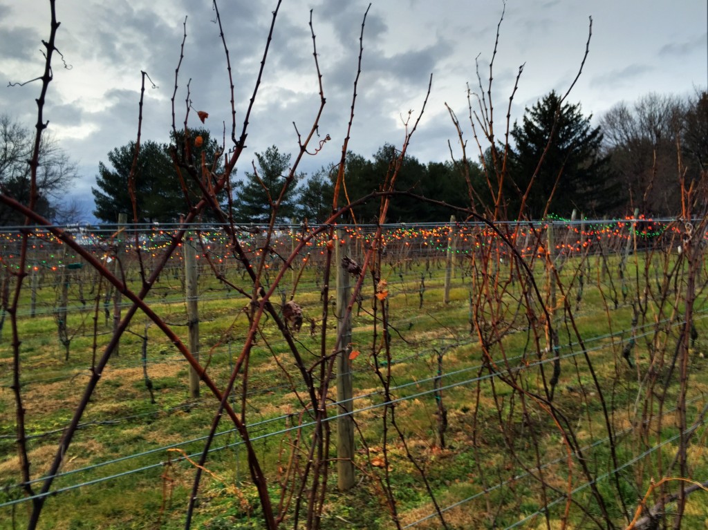 Crushed Cellars Winery Vines