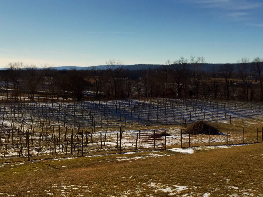 Sunset Hills Vineyard in Western Loudoun