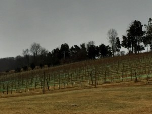 Vines at Creeks Edge Winery